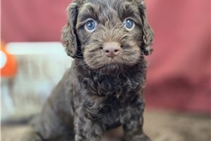 Bash - Cockapoo for sale
