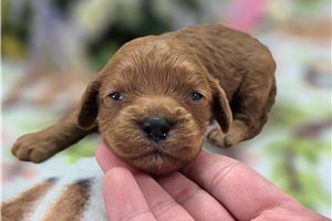 Layla - Cockapoo for sale