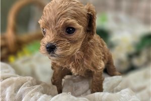 Laura - Cockapoo for sale