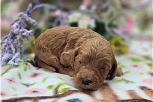 Lars - Cockapoo for sale