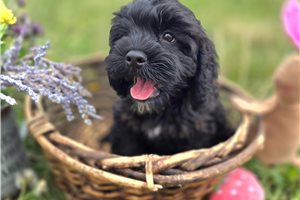 Adeline - Cockapoo for sale