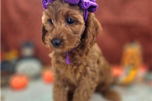Parsley - Cockapoo for sale