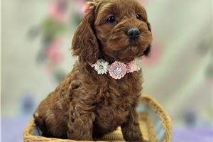 Dawn - Cockapoo for sale