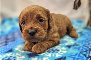 Dawn - Cockapoo for sale
