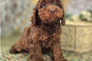 Amelia - puppy for sale