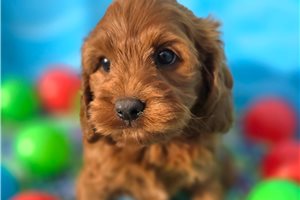 Quinn - Cockapoo for sale