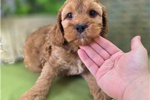 Indie - Cockapoo for sale