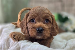 Iggy - Cockapoo for sale