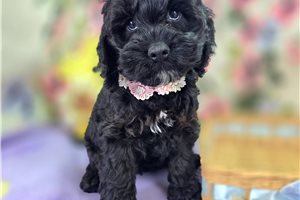Adeline - Cockapoo for sale