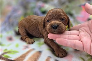 Lavender - Cockapoo for sale