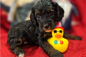 Pixie - Cockapoo for sale