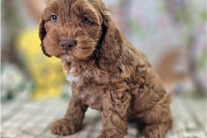 Donovan - Cockapoo for sale