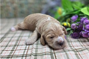 Adelaide - Cockapoo for sale
