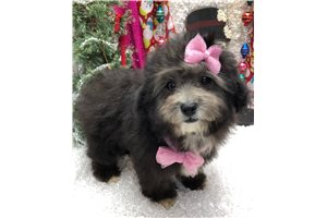 Ruby - Poodle, Toy for sale