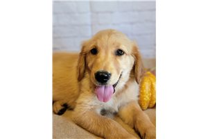 Brody - Golden Retriever for sale