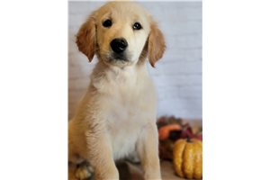Lucy - Golden Retriever for sale