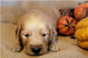 Jorgie - Golden Retriever for sale