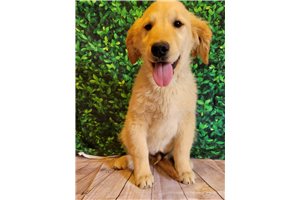 Cooper - Golden Retriever for sale