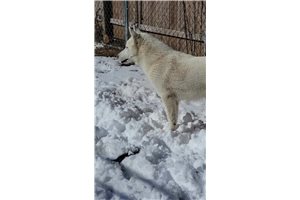 Iceman - Siberian Husky for sale
