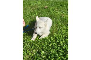 Iago - Siberian Husky for sale
