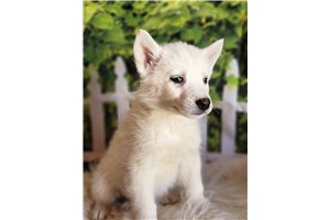 Idari - Siberian Husky for sale