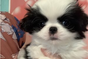 Bastian - Japanese Chin for sale