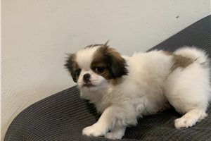 Bella - Japanese Chin for sale