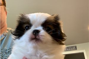 Bella - Japanese Chin for sale
