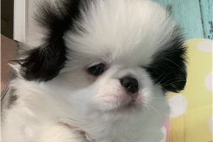 Chaz - Japanese Chin for sale
