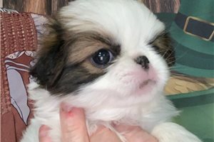 Charlotte - Japanese Chin for sale