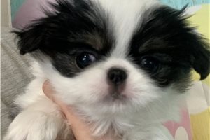 Libby - Japanese Chin for sale