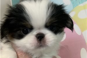 Gypsy - Japanese Chin for sale