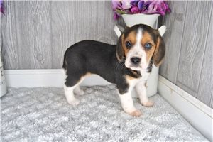 Cami - Beagle for sale