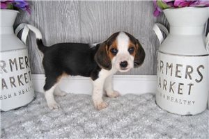 Cason - Beagle for sale