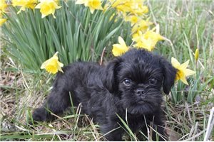 griffon
