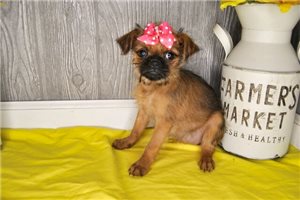 Bex - Brussels Griffon for sale