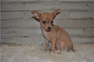 Yzma - Chihuahua for sale