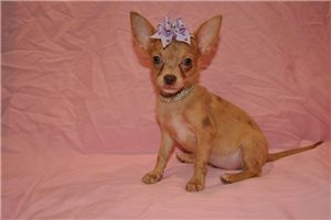 Carol - Chihuahua for sale
