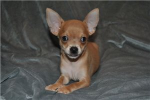 Cash - Chihuahua for sale