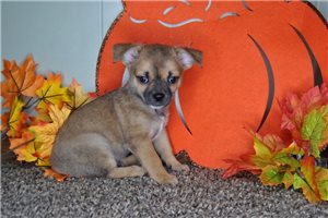 Asher - puppy for sale