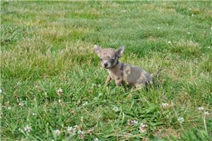 Carmela - Chihuahua for sale