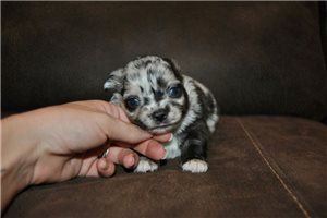 Kenny - Chihuahua for sale