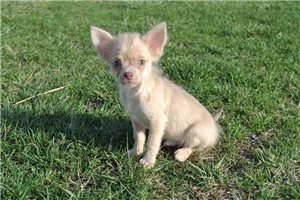 Bucky - Chihuahua for sale