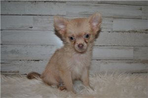 Bucky - puppy for sale