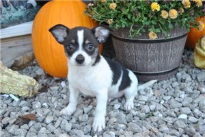 Hutch - Chihuahua for sale