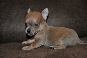 Cash - Chihuahua for sale