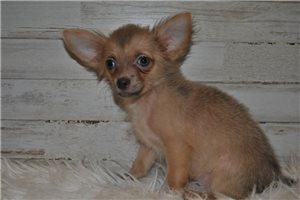 Kuzco - Chihuahua for sale