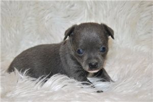 Carter - Chihuahua for sale