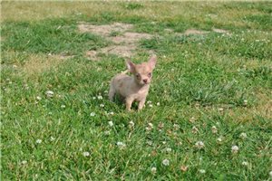 Carol - Chihuahua for sale