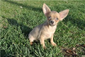 Kuzco - Chihuahua for sale